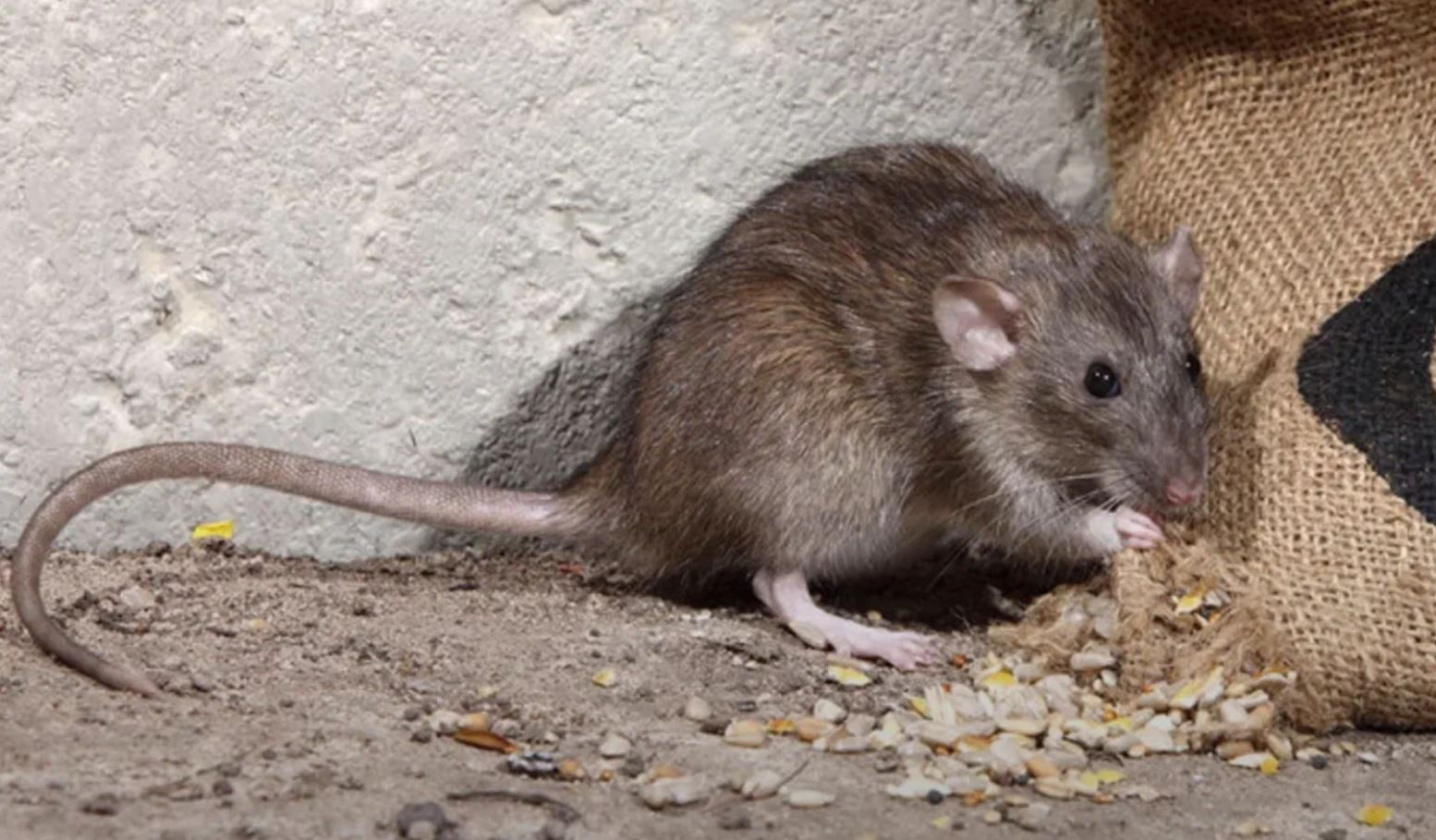 фото: Профессиональная дератизация в Вырице: <br/>+7-909-173-42-96