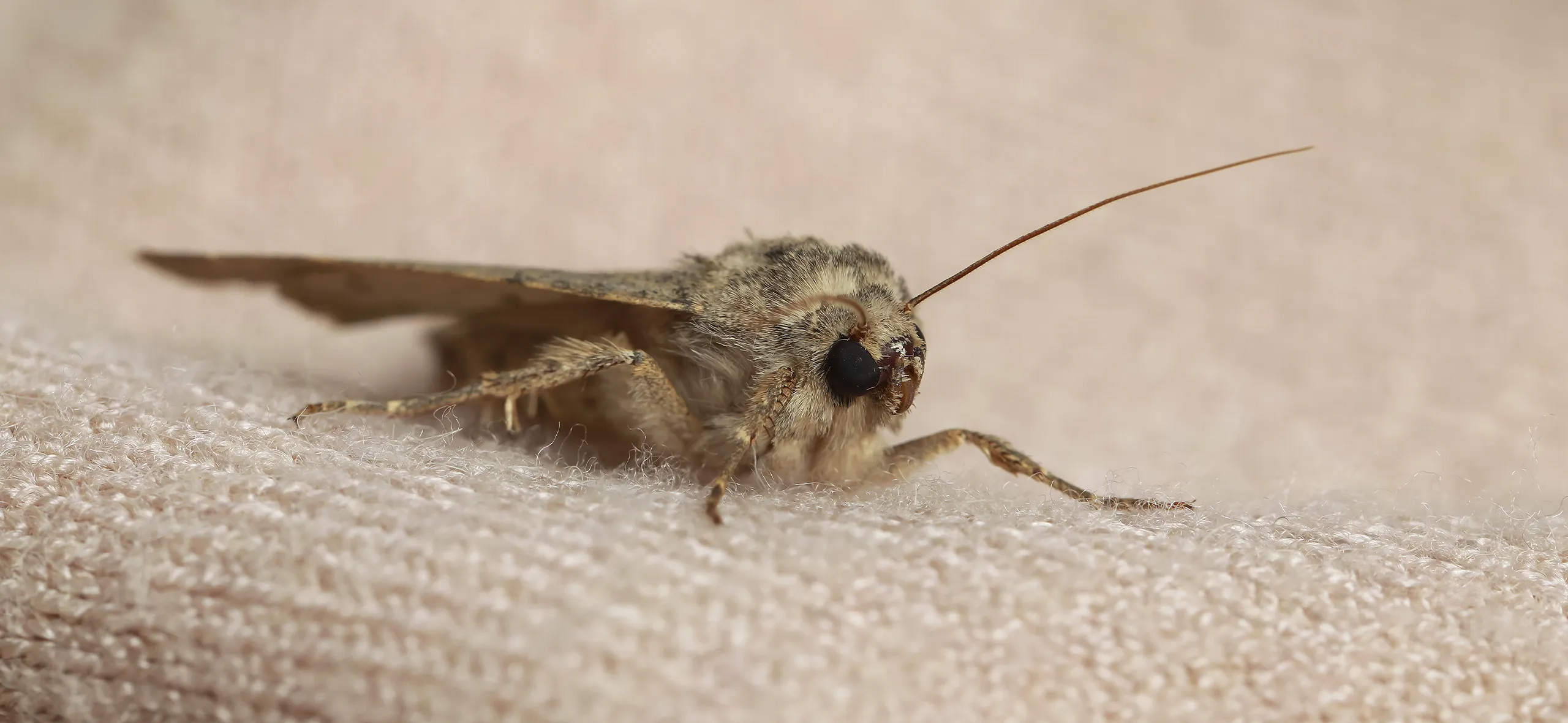 фото: Профессиональная обработка от моли в Вырице: <br/>+7-909-173-42-96