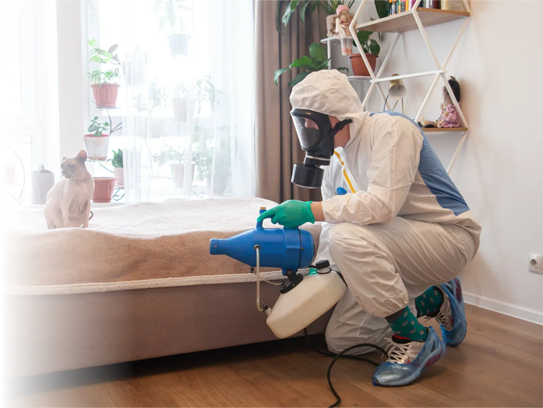процесс дезинсекции